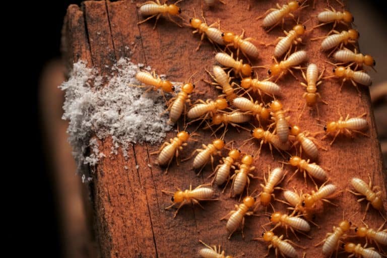 Termite Pest Control Service